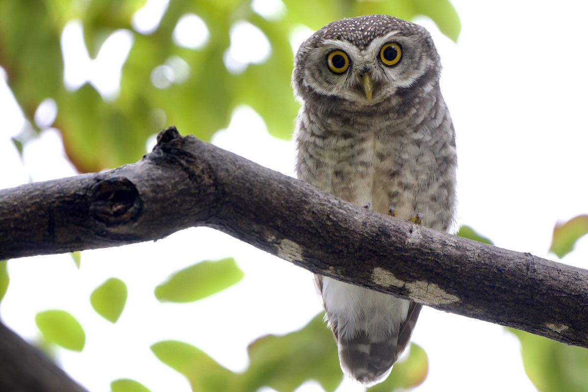 Spotted Owlet - ML635750312