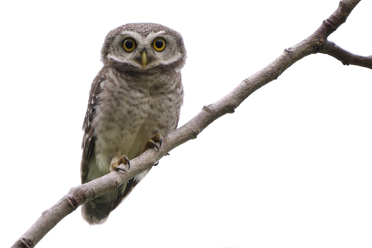 Spotted Owlet - ML635750314