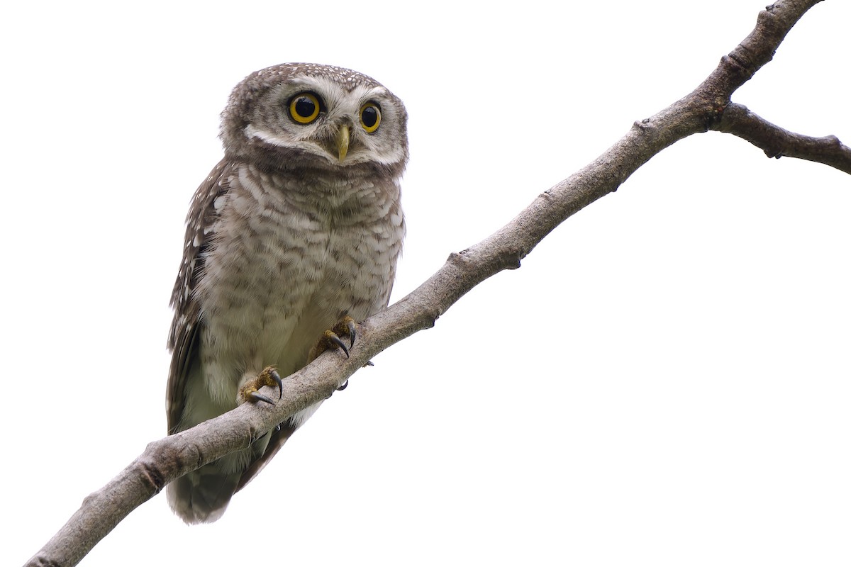 Spotted Owlet - ML635750315