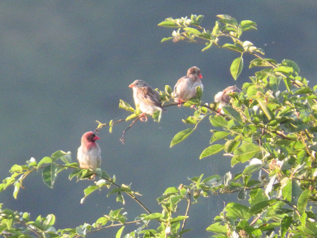 Red-billed Quelea - ML635750367