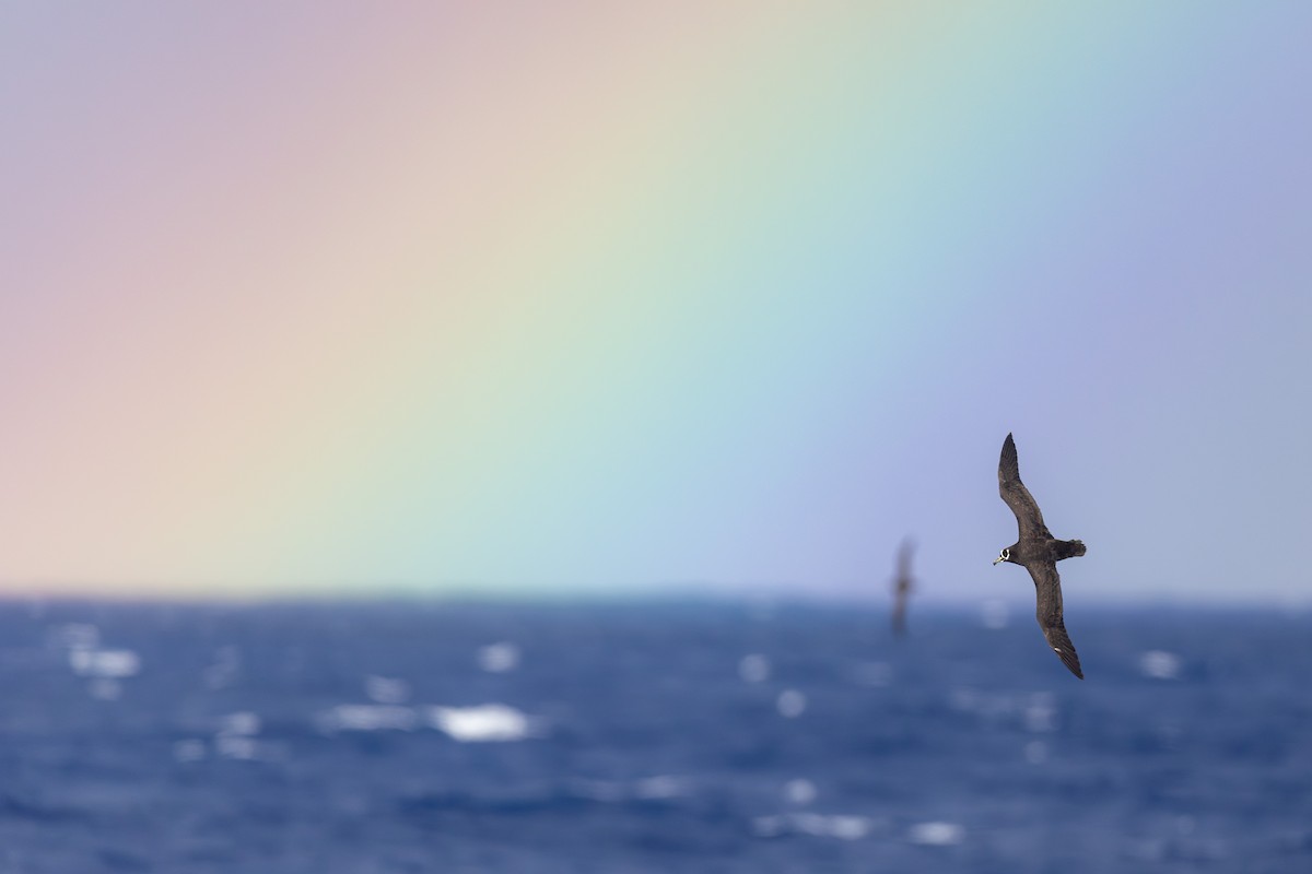 Spectacled Petrel - ML635750488