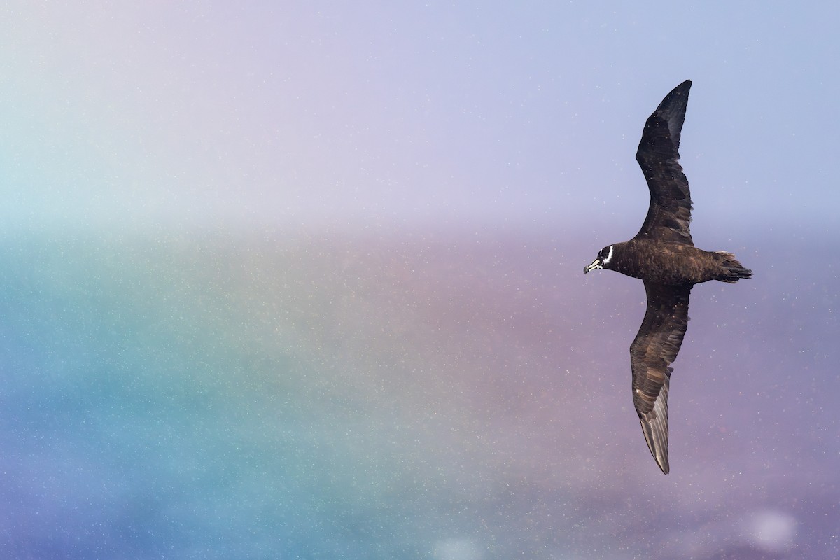 Spectacled Petrel - ML635750489