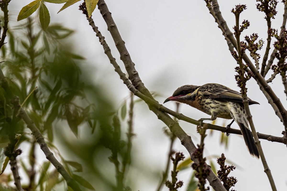 Spiny-cheeked Honeyeater - ML635750496