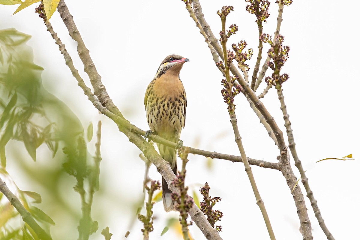 Spiny-cheeked Honeyeater - ML635750497