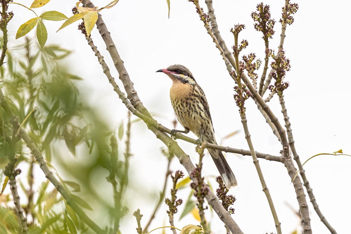 Spiny-cheeked Honeyeater - ML635750498