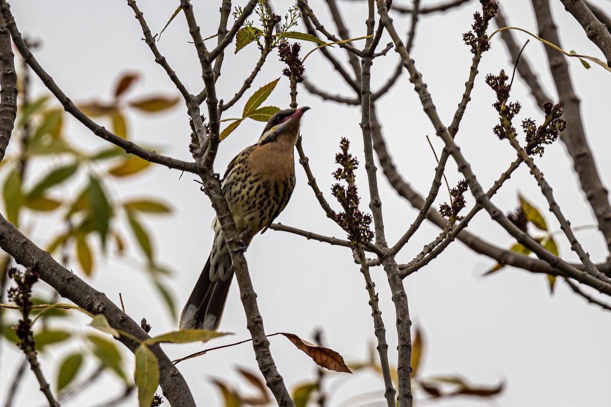 Spiny-cheeked Honeyeater - ML635750499