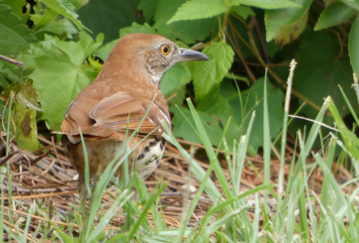 brunspottefugl - ML635750533