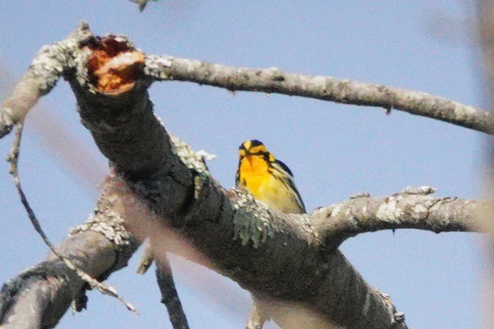 Blackburnian Warbler - ML635750538