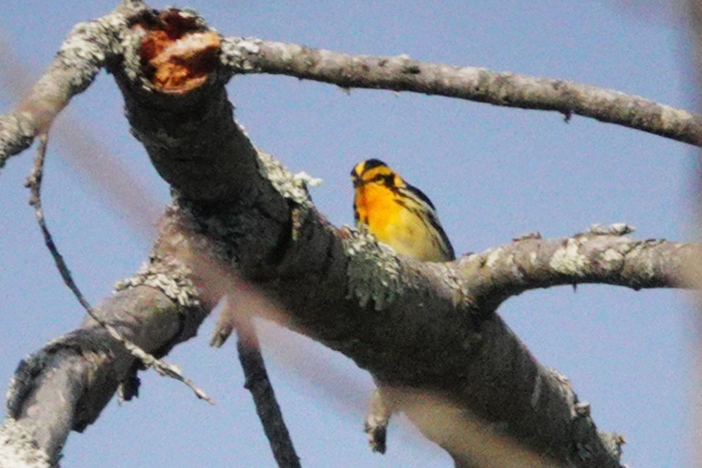 Blackburnian Warbler - ML635750539