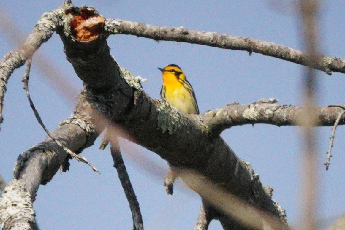 Blackburnian Warbler - ML635750540