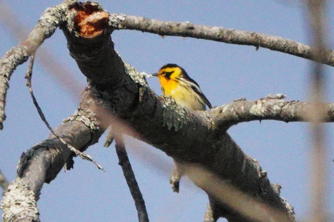 Blackburnian Warbler - ML635750541