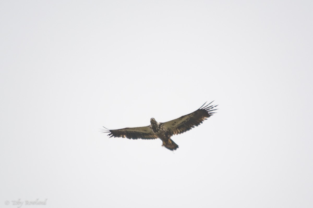 Bald Eagle - ML63575071