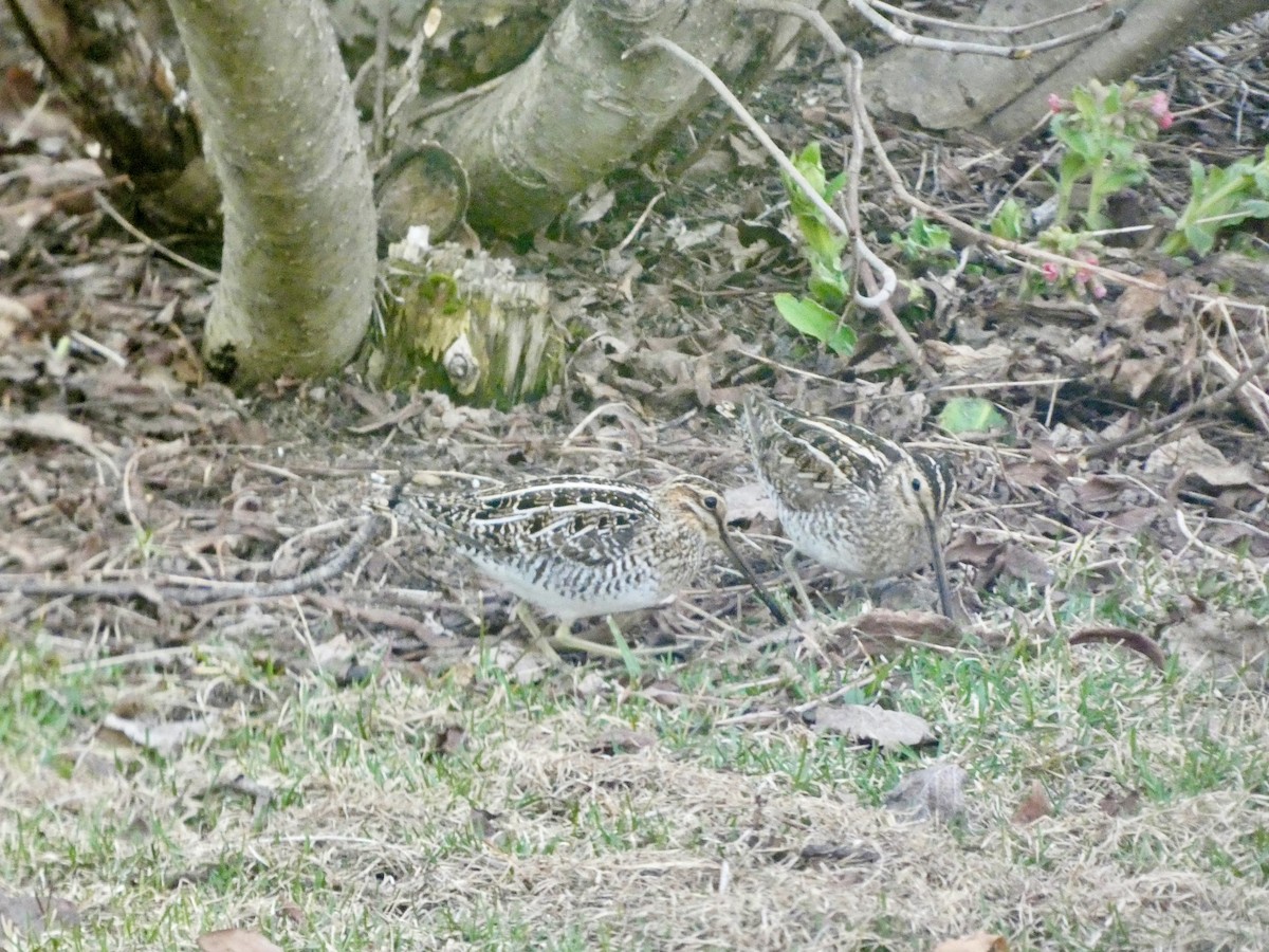 Wilson's Snipe - ML635750753