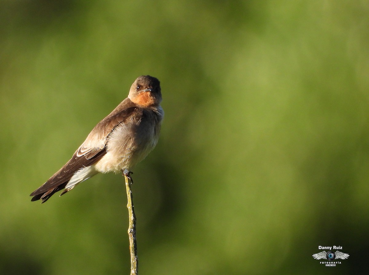 Southern Rough-winged Swallow - ML635751047