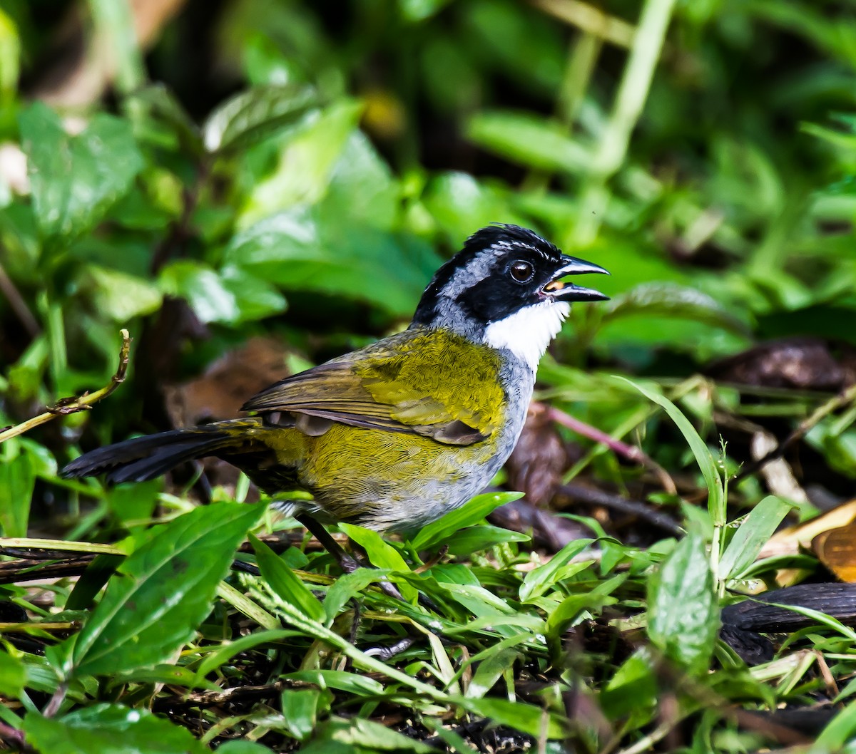 Costa Rican Brushfinch - ML635751073