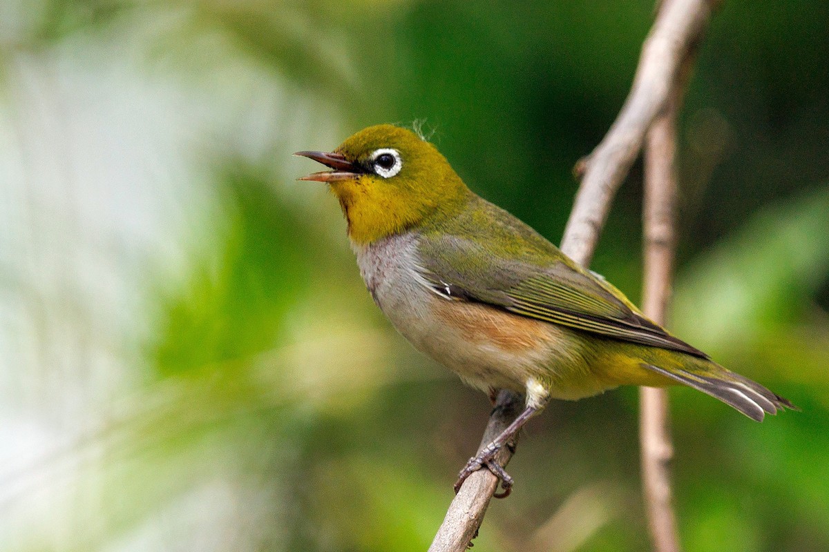 Chestnut-flanked White-eye - ML635751076