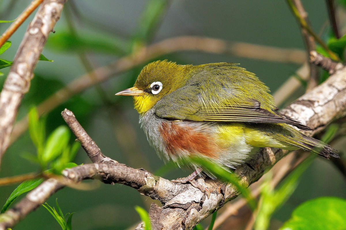 Chestnut-flanked White-eye - ML635751093