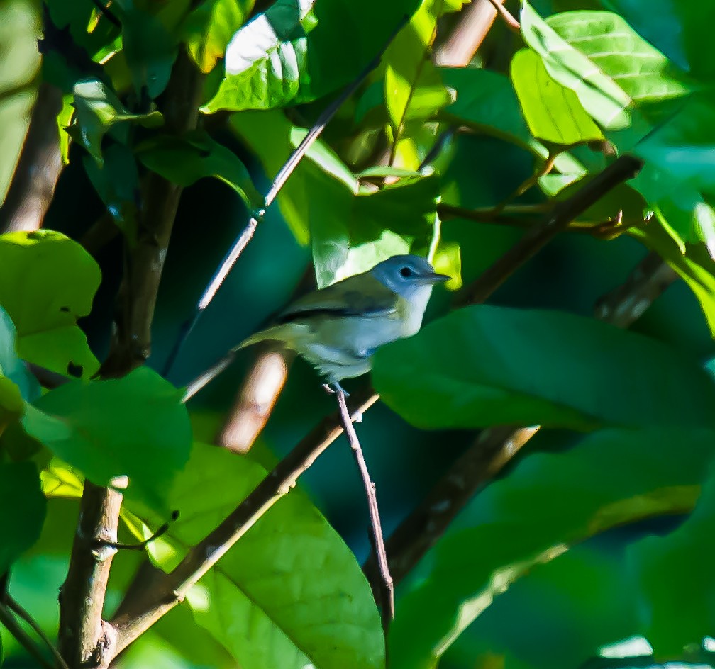 Lesser Greenlet - ML635751241