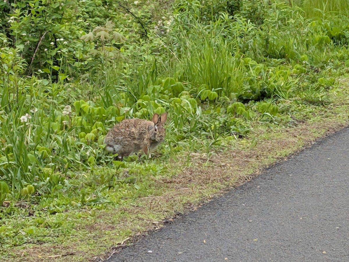 Hares and Rabbits - ML635751256