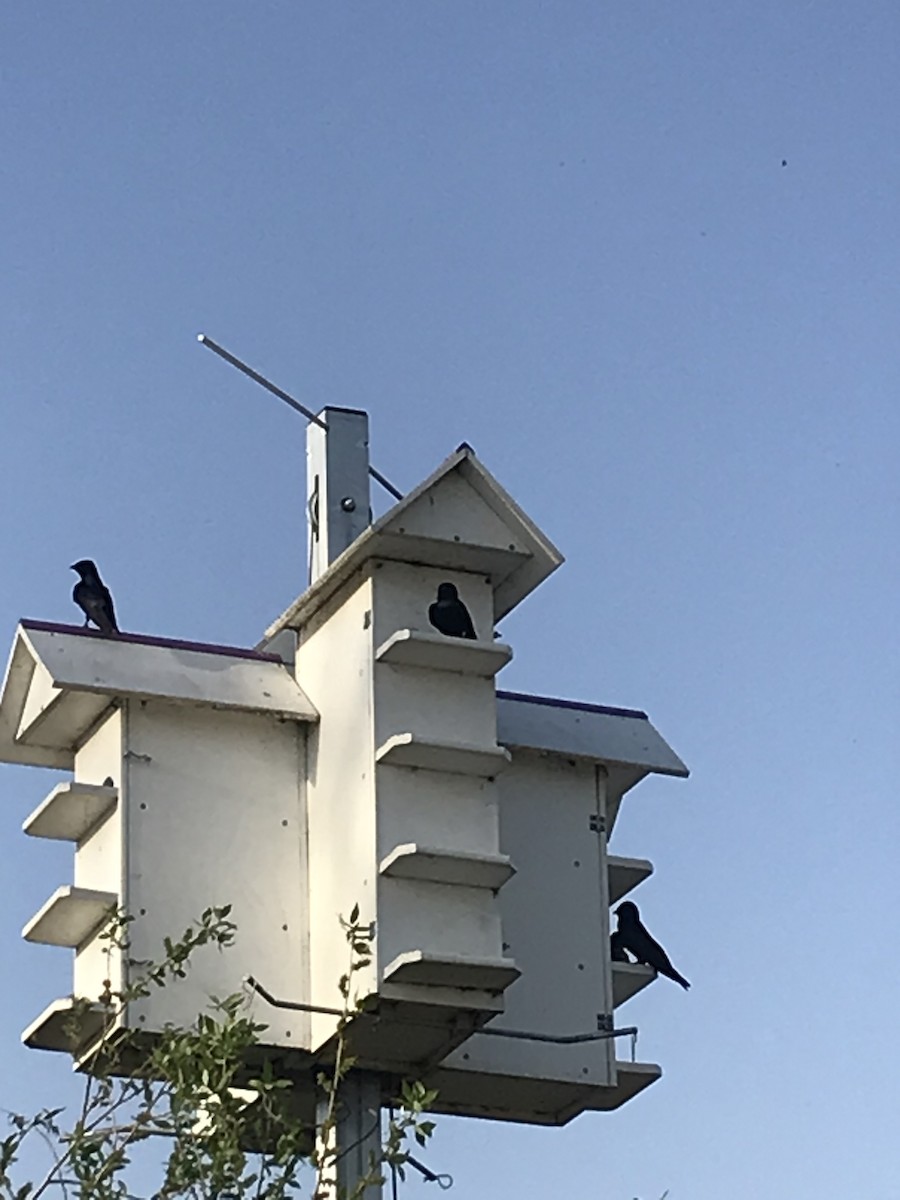 Purple Martin - ML635751313