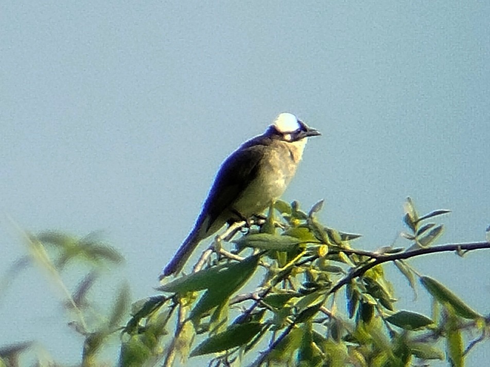 Нангиад бөлбөл - ML635751327