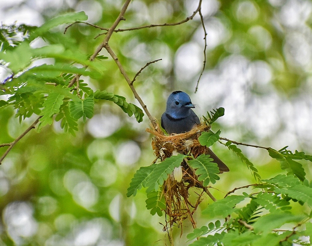 黑枕藍鶲 - ML635751359