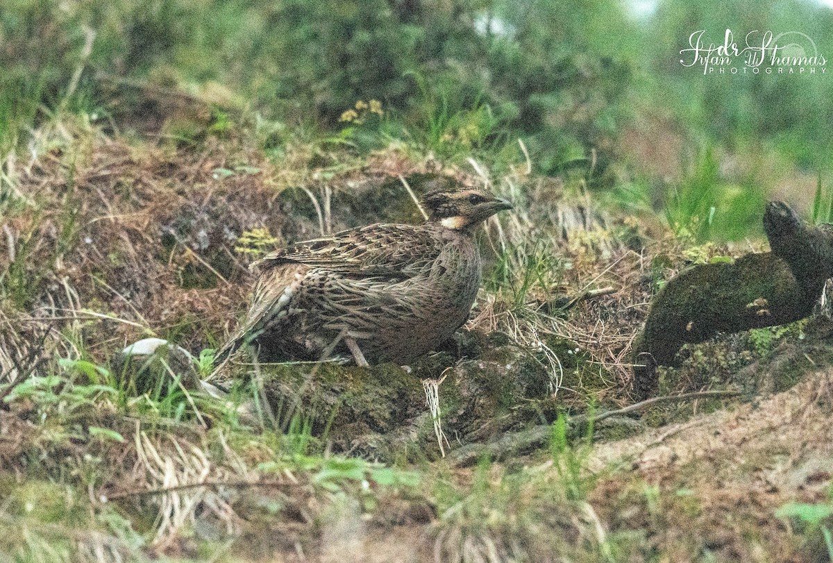 Koklass Pheasant - ML635751374