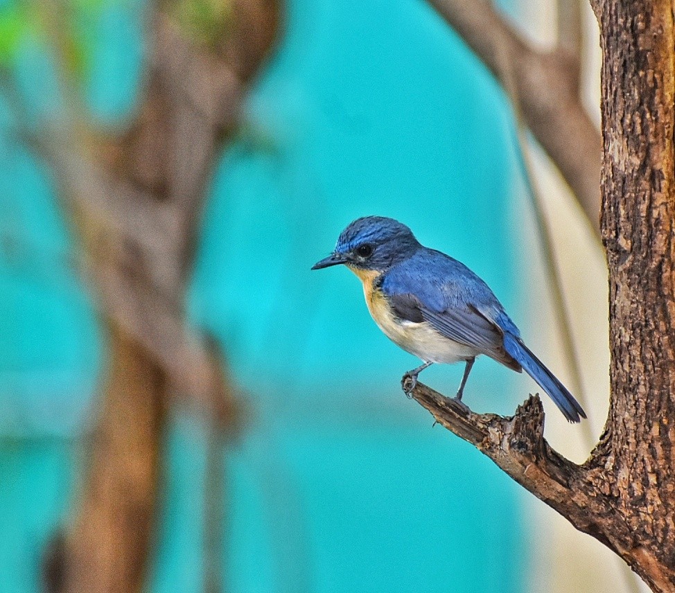 Tickell's Blue Flycatcher - ML635751386