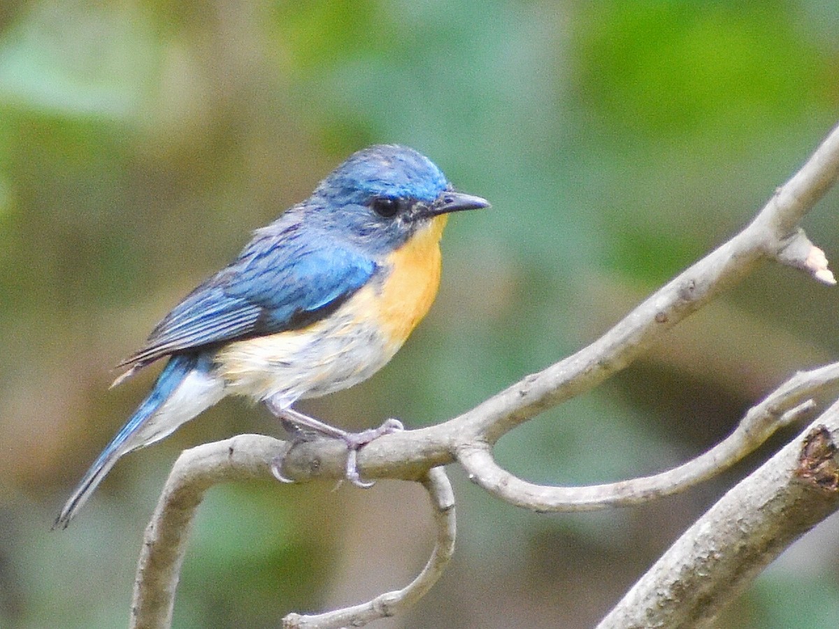 Tickell's Blue Flycatcher - ML635751387
