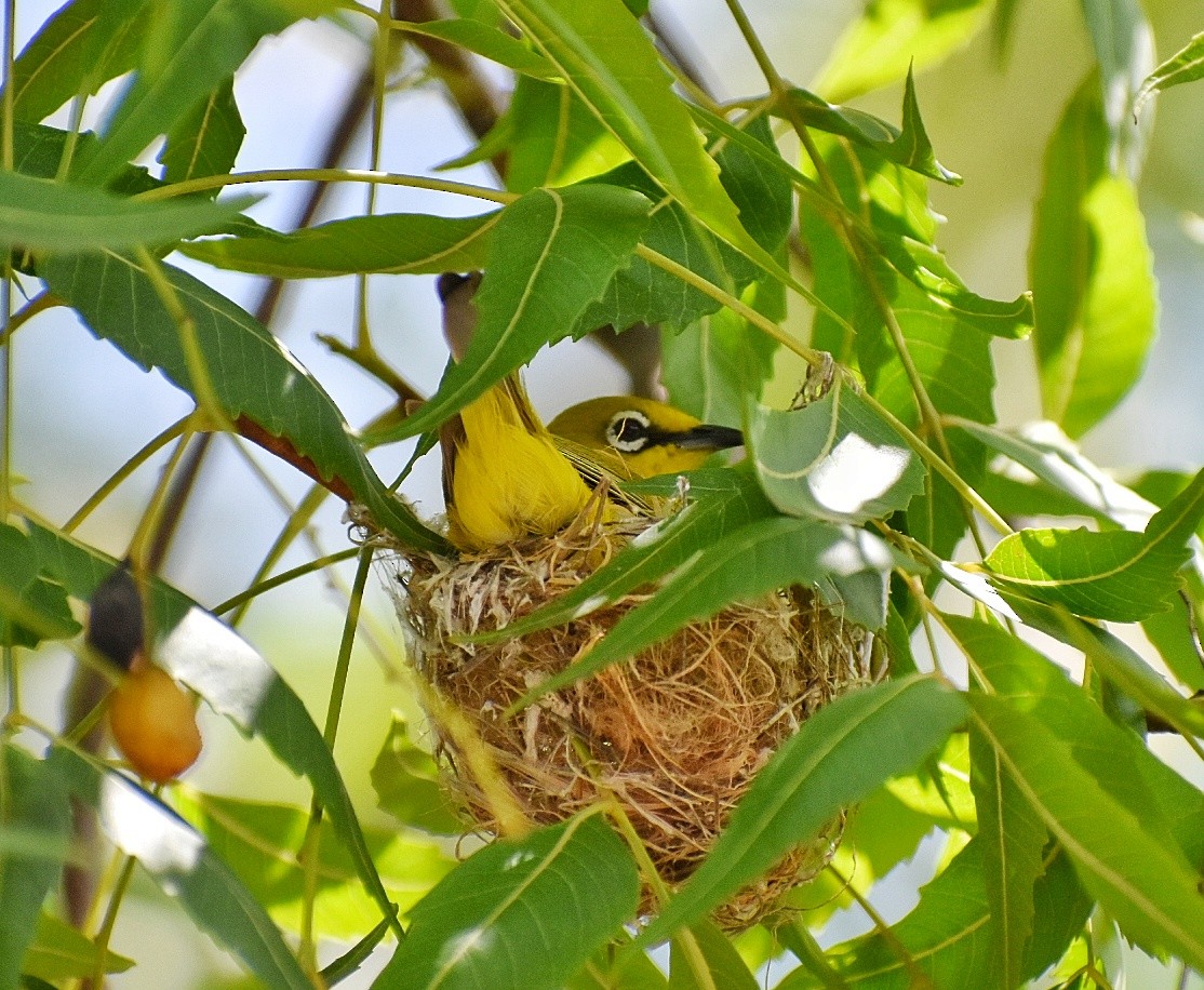 Indian White-eye - ML635751399