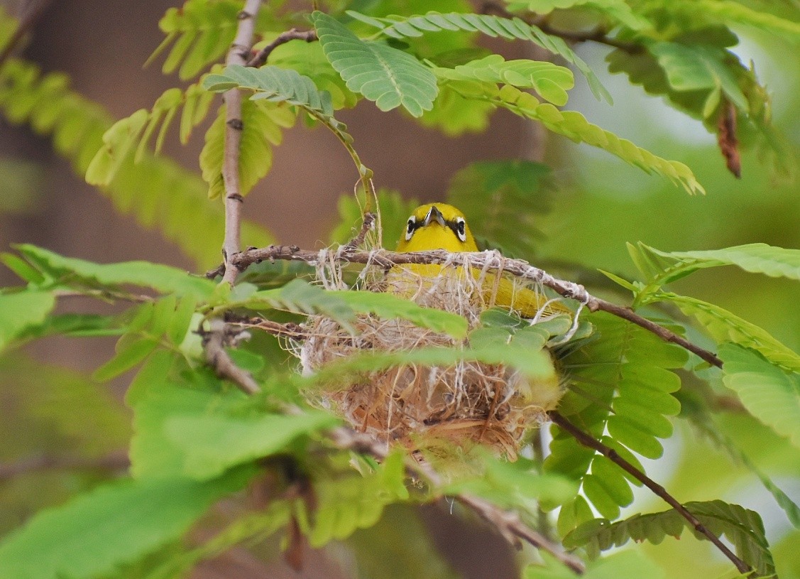 Indian White-eye - ML635751400