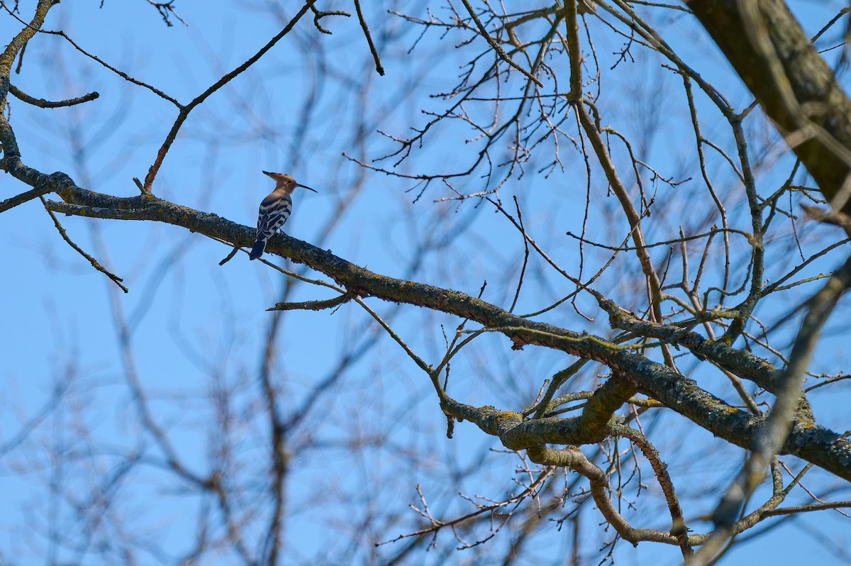 Eurasian Hoopoe - ML635751401