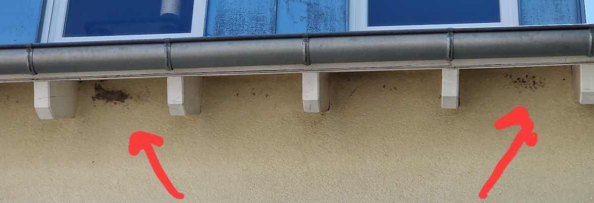 Western House-Martin - ML635751423