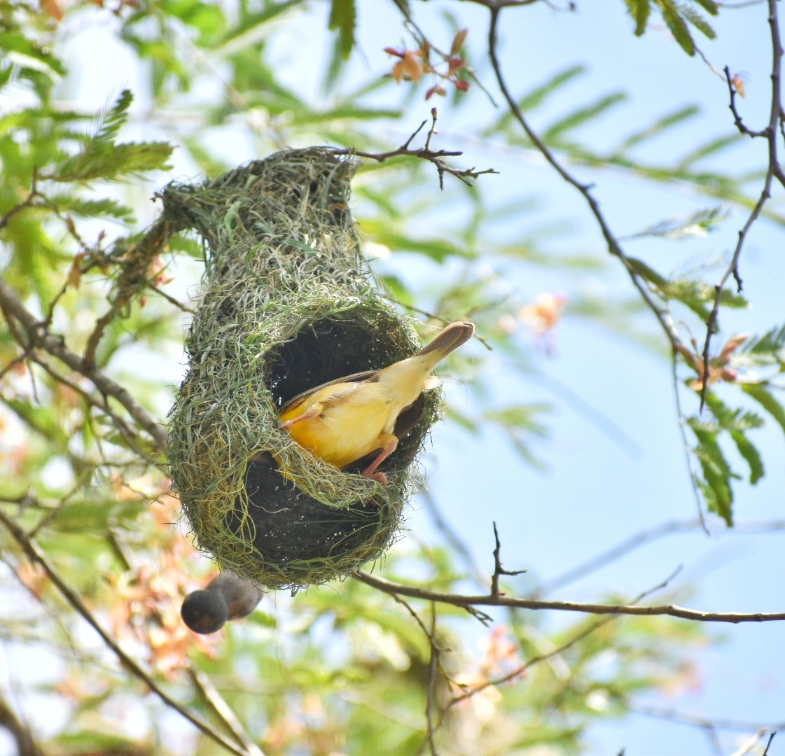 Baya Weaver - ML635751429