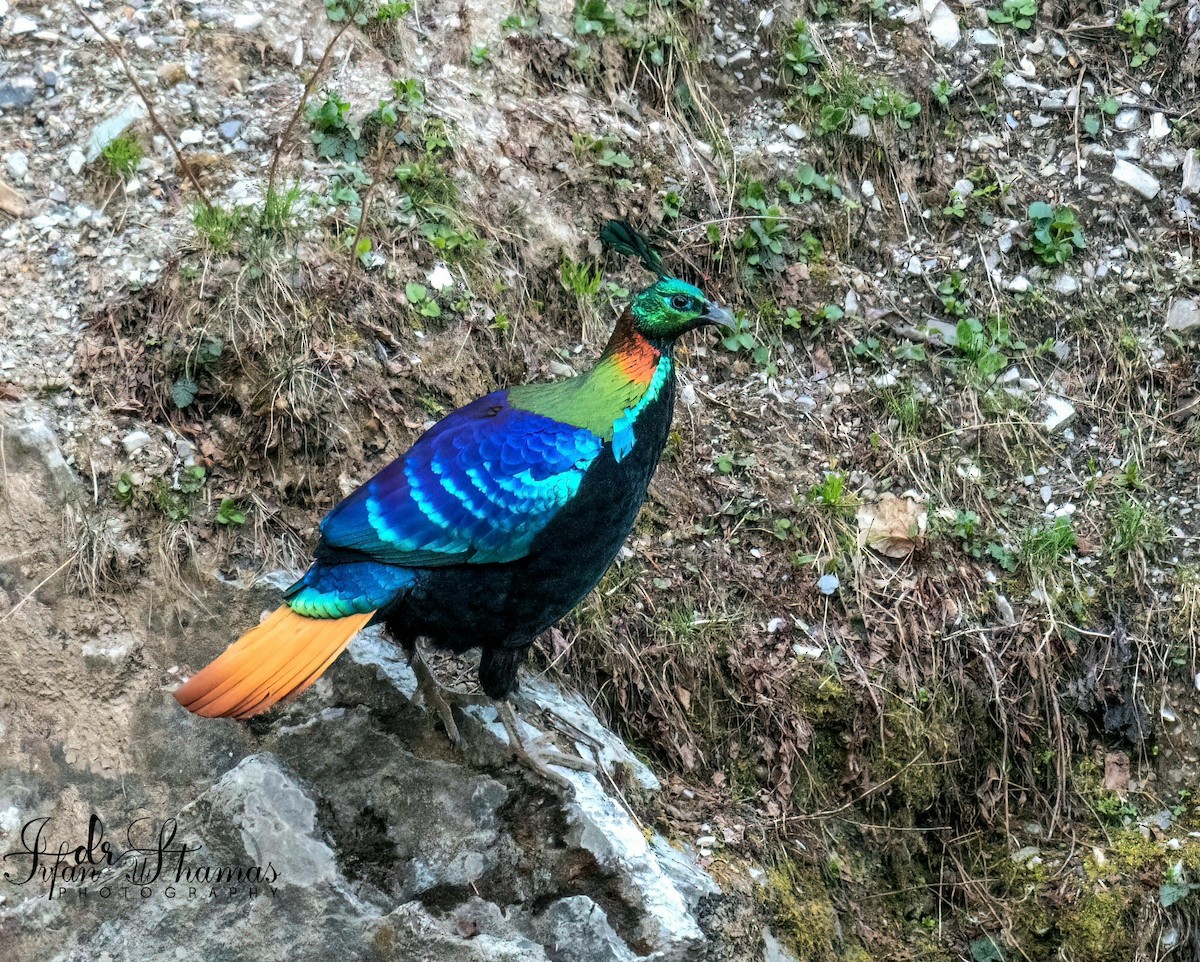 Himalayan Monal - ML635751450