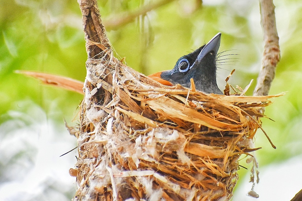 Indian Paradise-Flycatcher - ML635751502