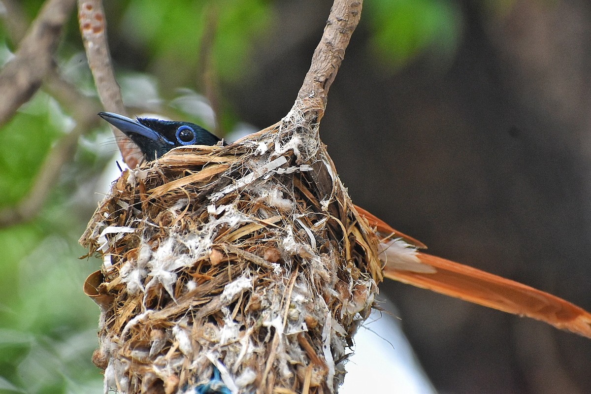 Indian Paradise-Flycatcher - ML635751503