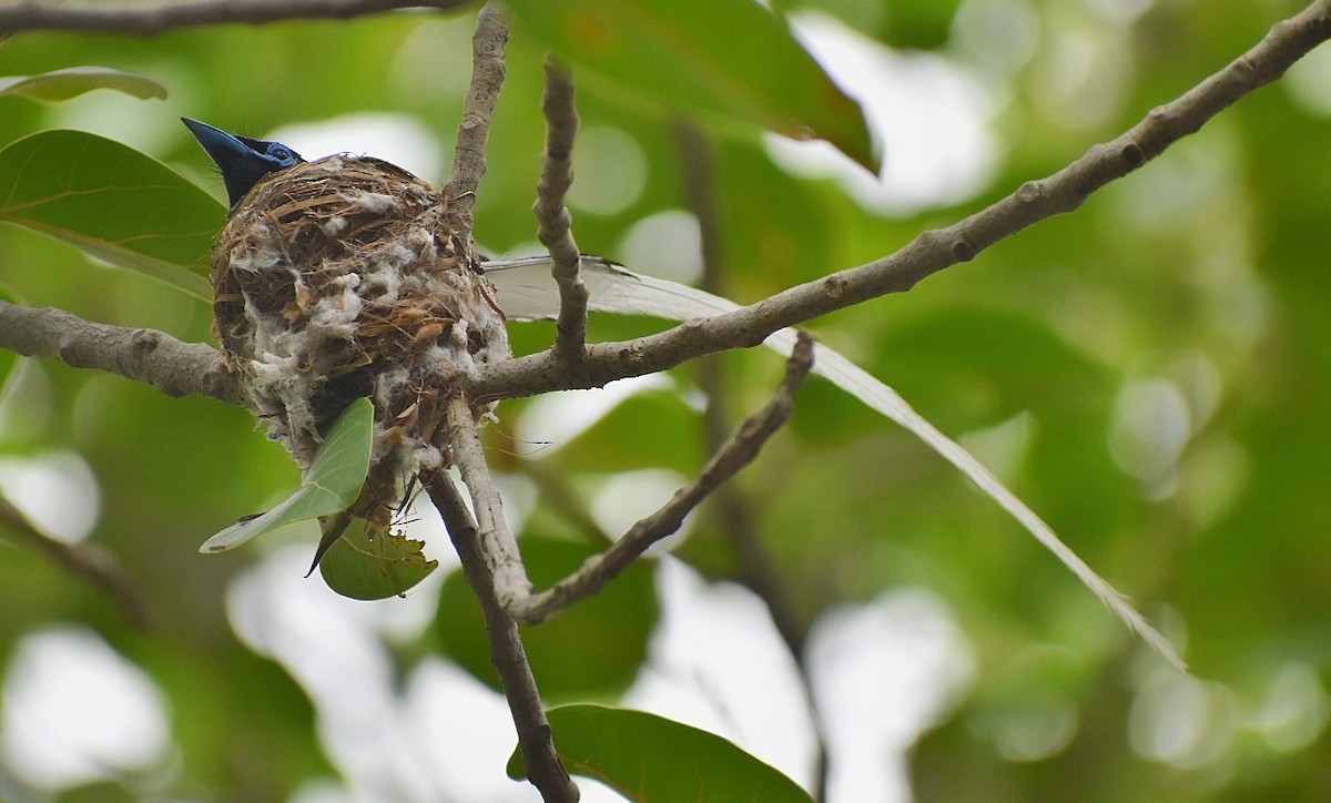 Indian Paradise-Flycatcher - ML635751504