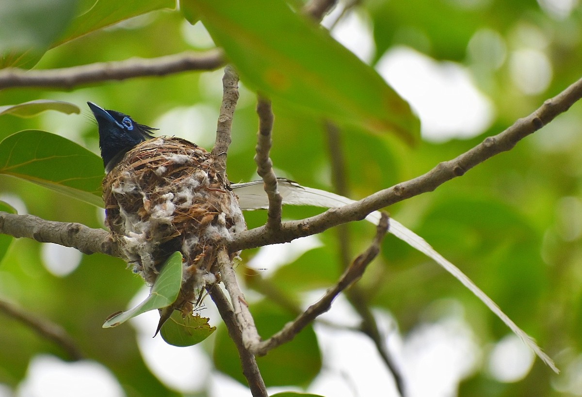 Indian Paradise-Flycatcher - ML635751505