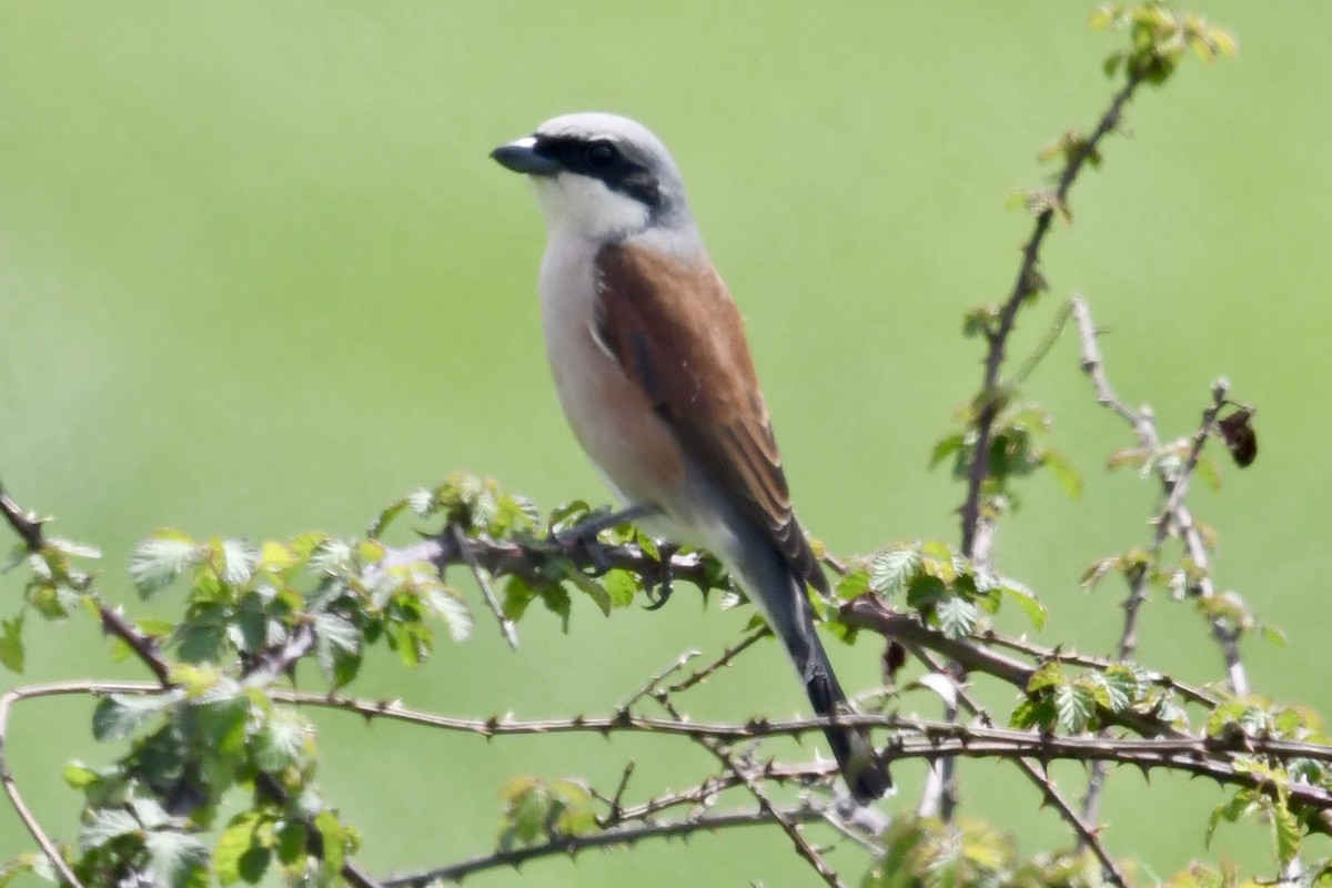 Red-backed Shrike - ML635751518