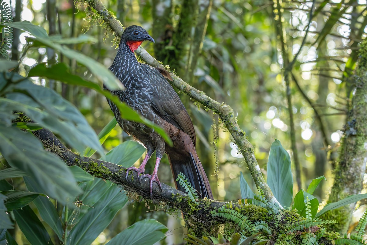 Cauca Guan - ML635751521