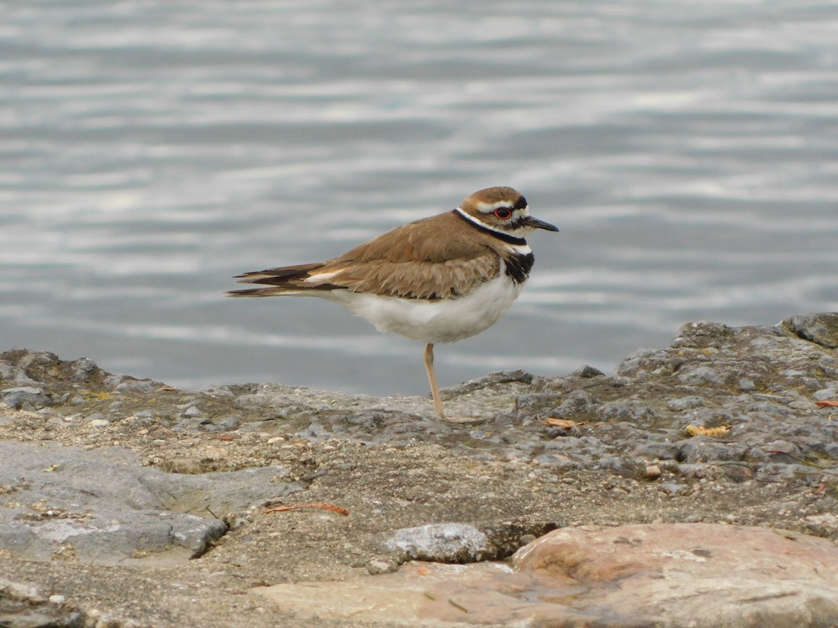Killdeer - ML635751650
