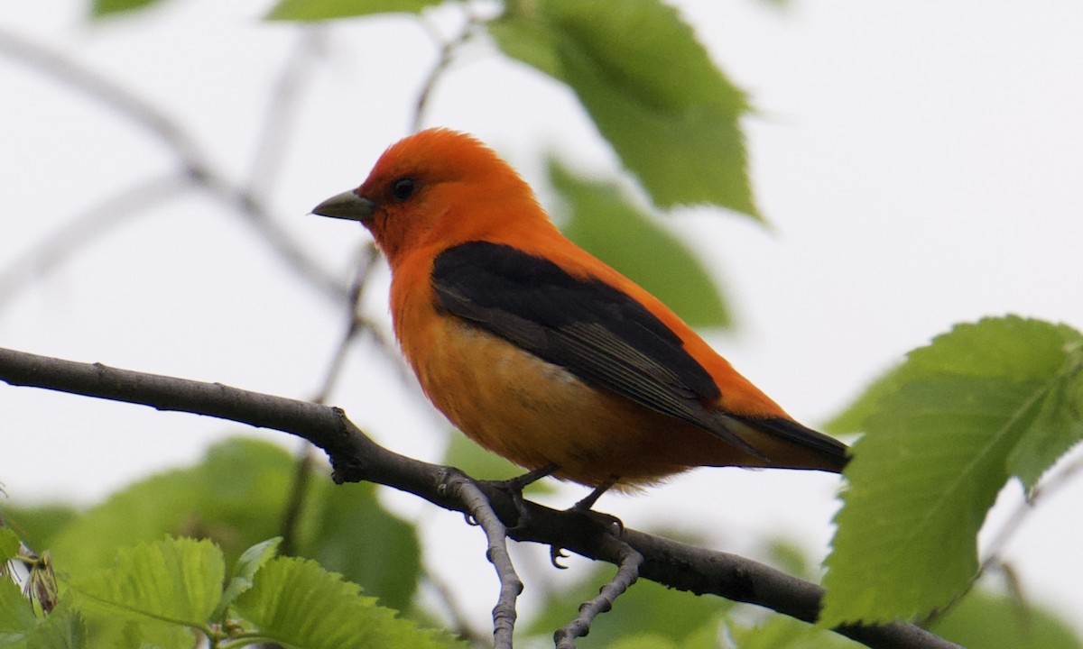 Scarlet Tanager - ML635751679