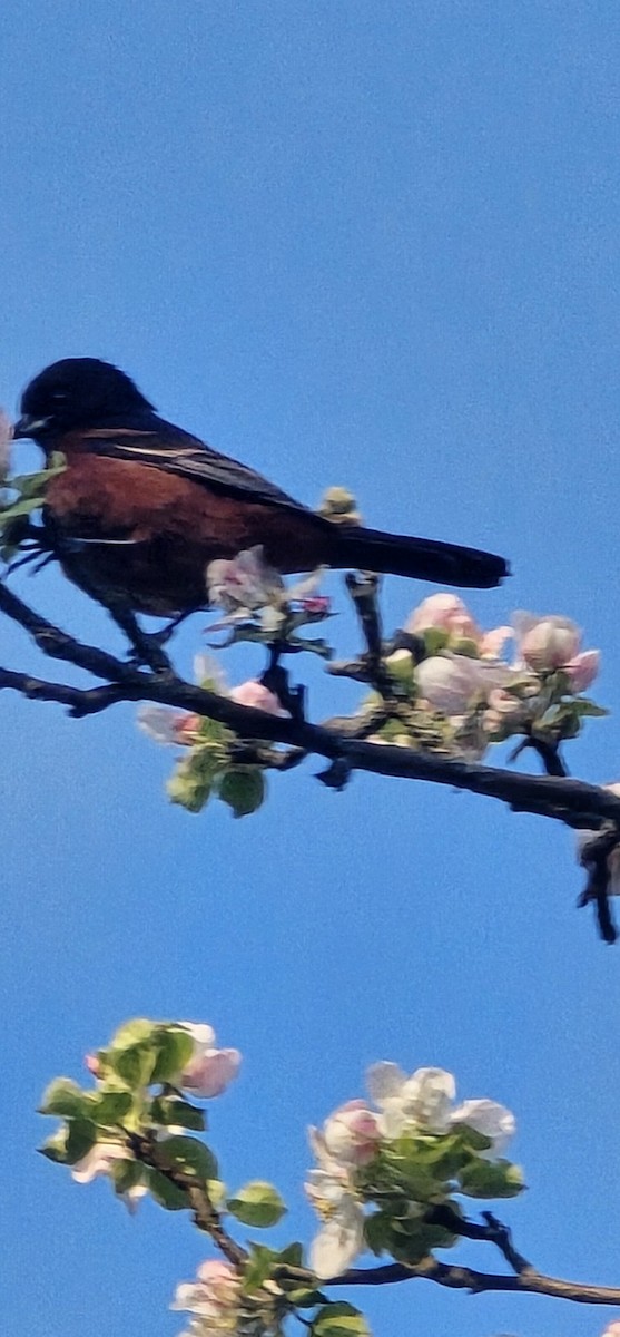 Orchard Oriole - ML635751703