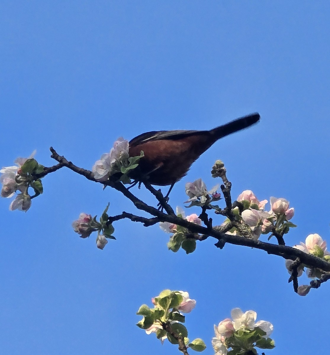 Orchard Oriole - ML635751705