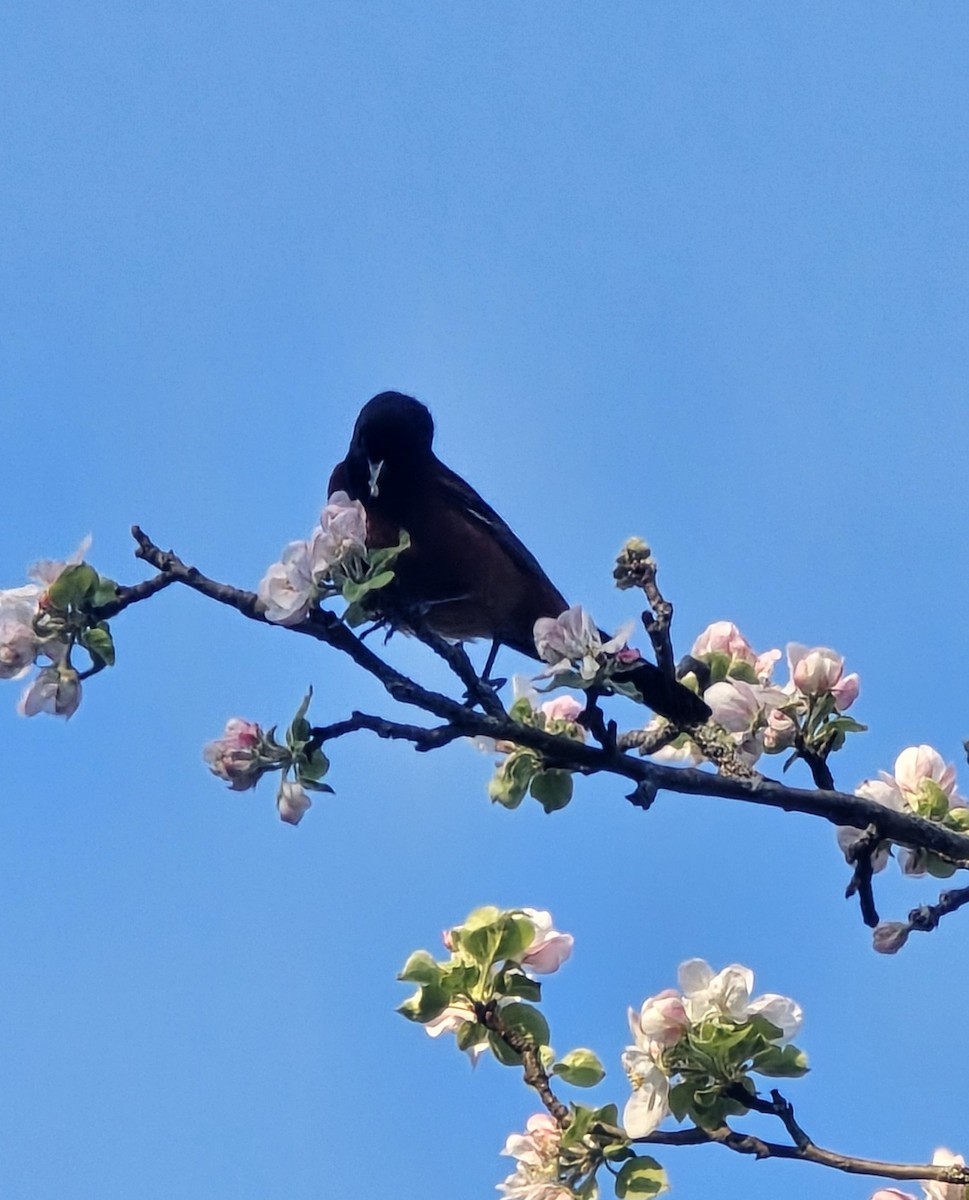 Orchard Oriole - ML635751706