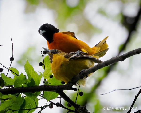 Baltimore Oriole - ML635751718