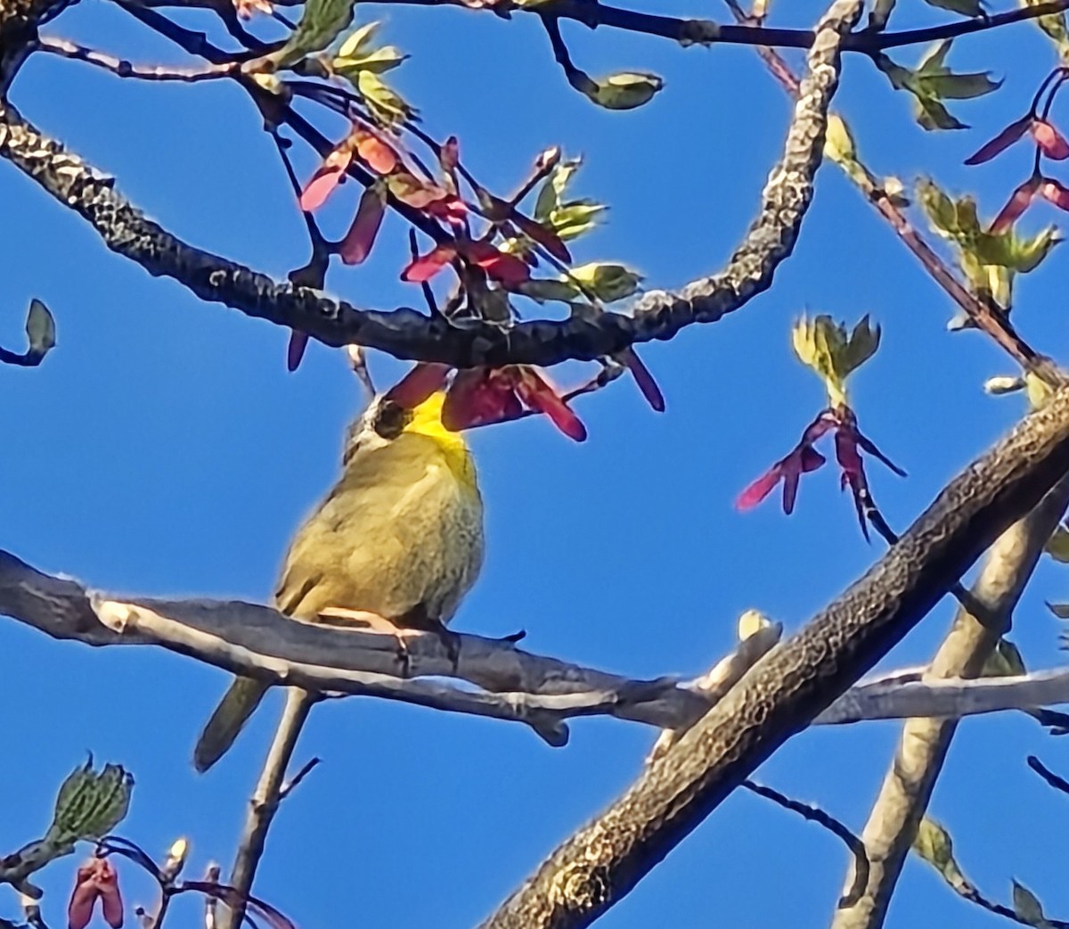 Common Yellowthroat - ML635751719