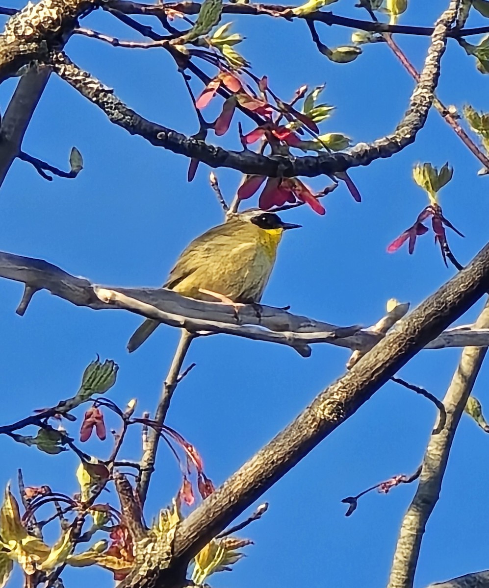 Common Yellowthroat - ML635751720
