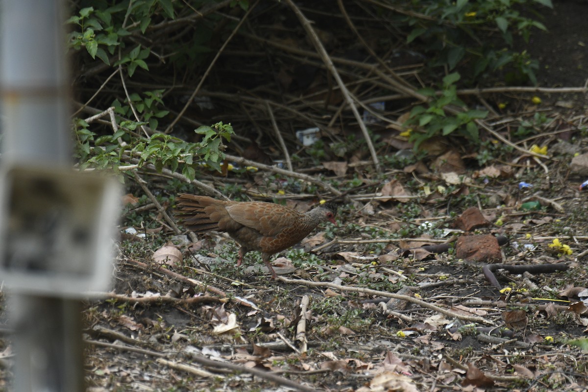 Red Spurfowl - ML635751874